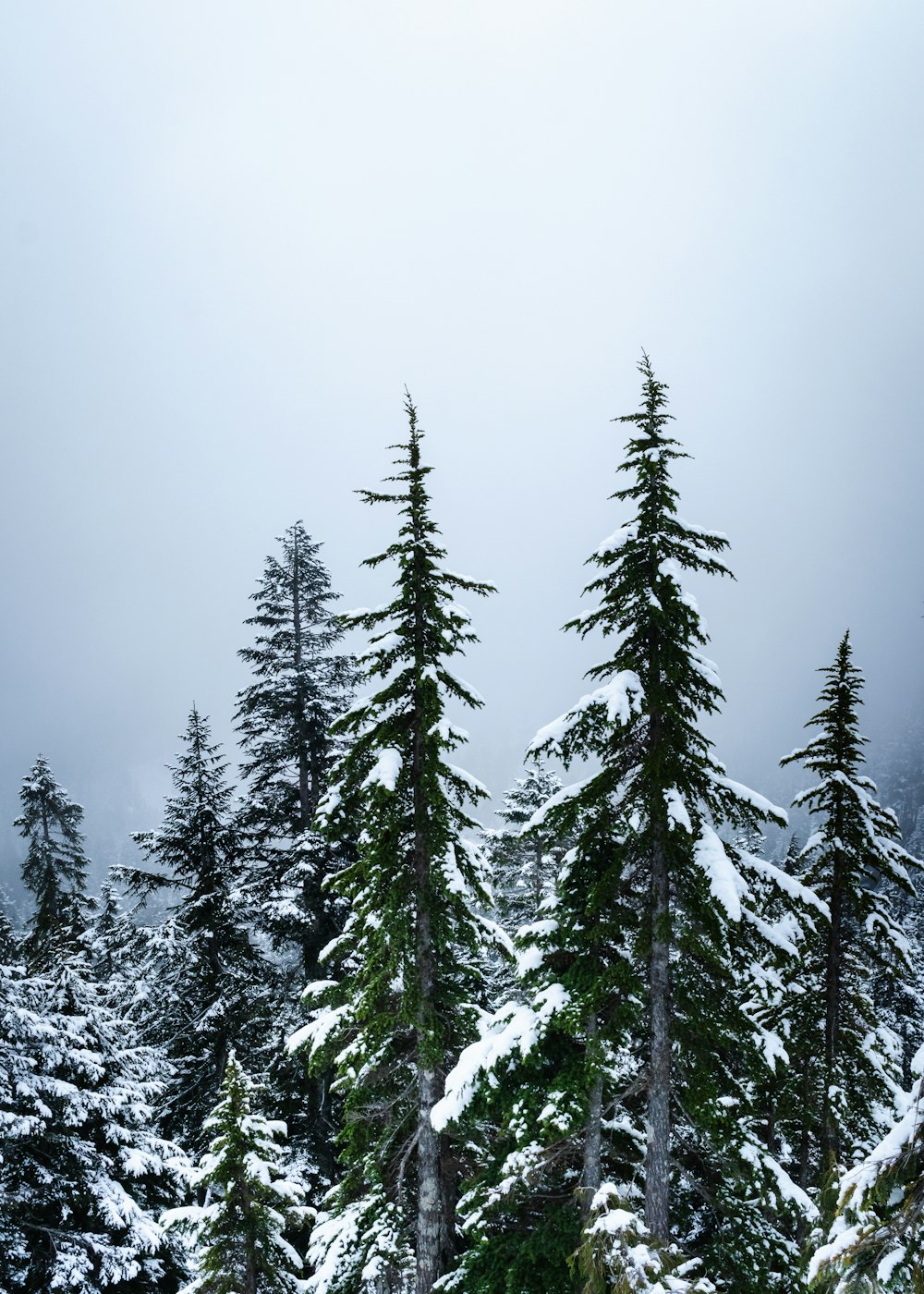 a group of pine trees covered in snow