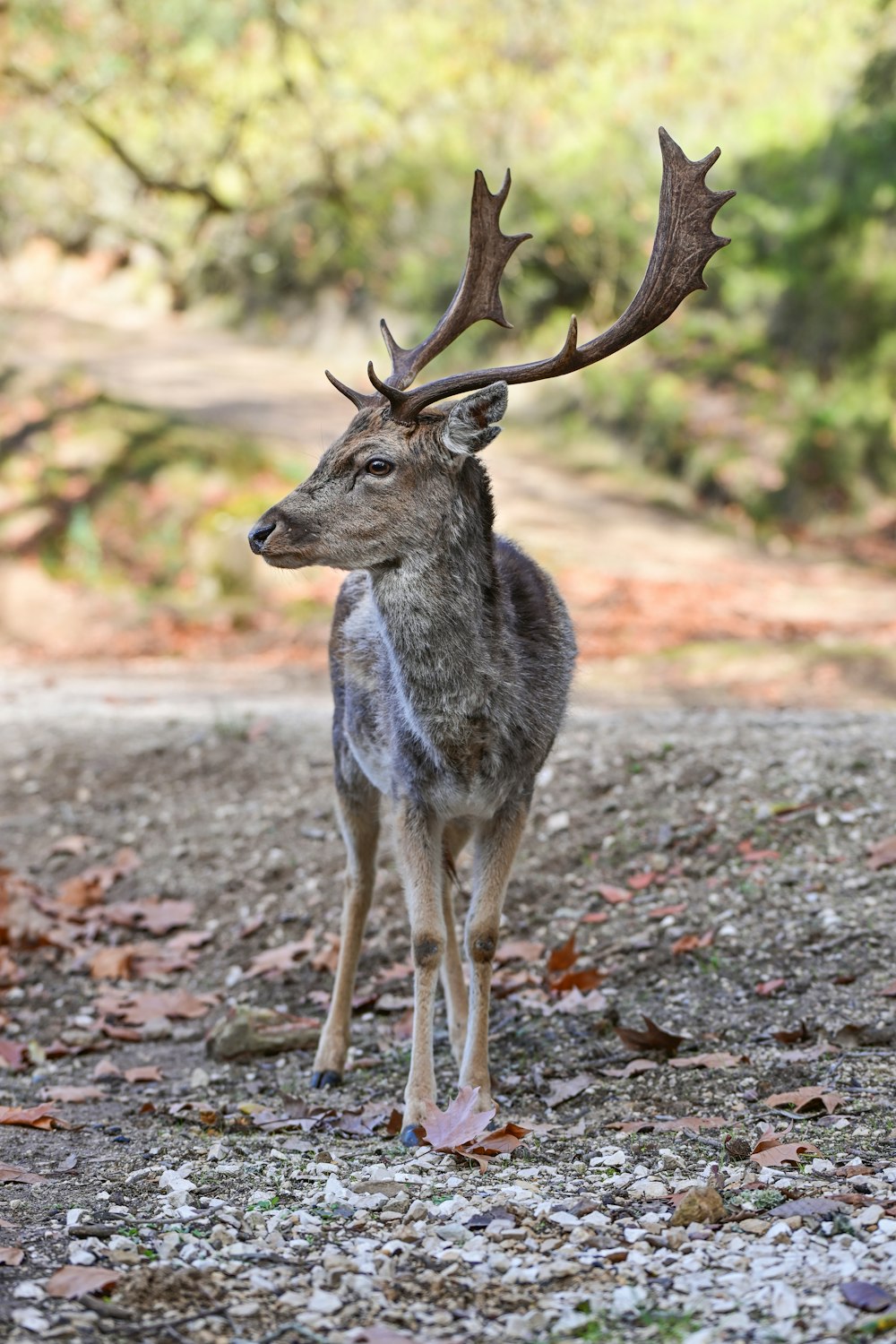 un cerf debout au sommet d’un chemin de terre