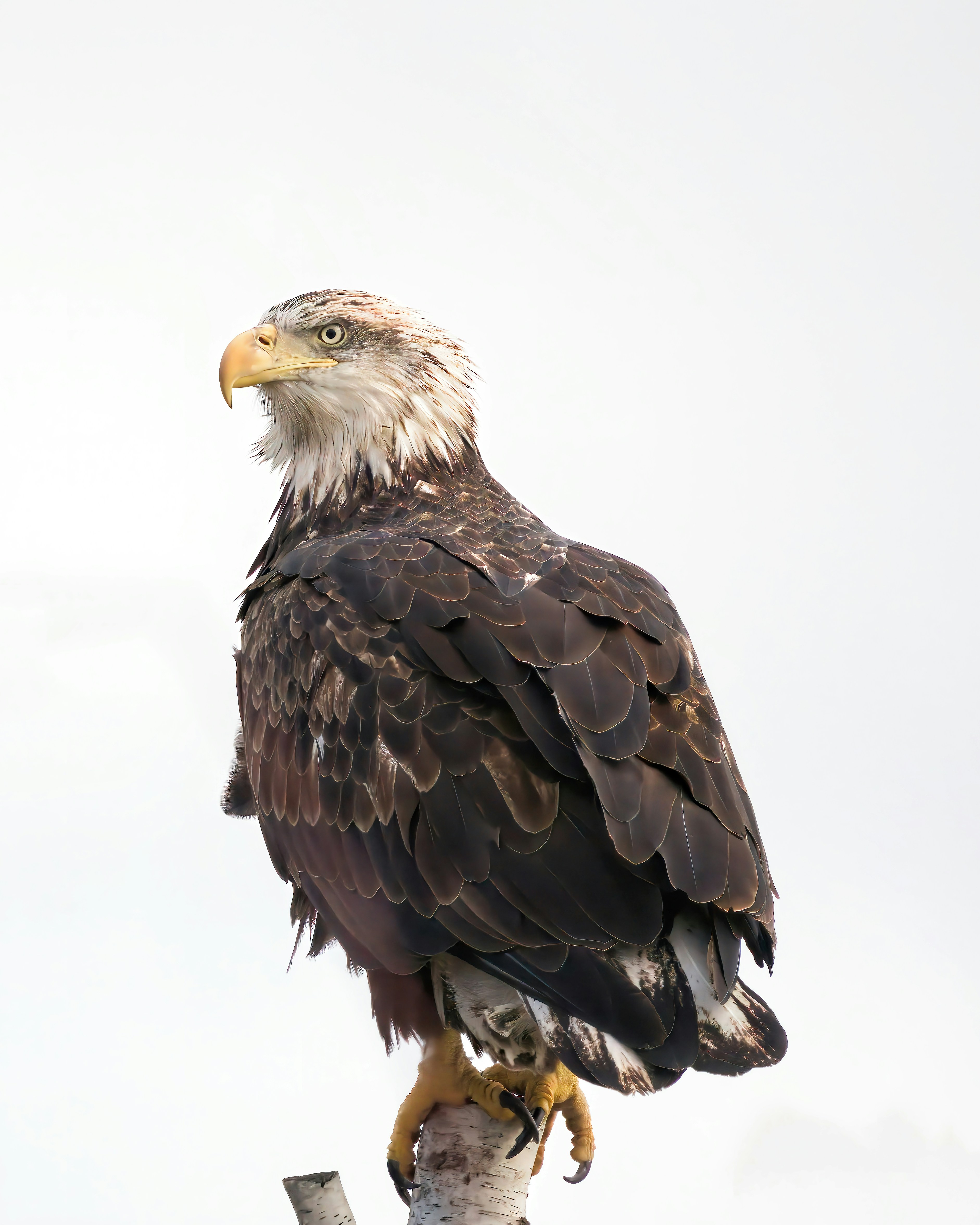 4-5 Yr Old Bald Eagle
