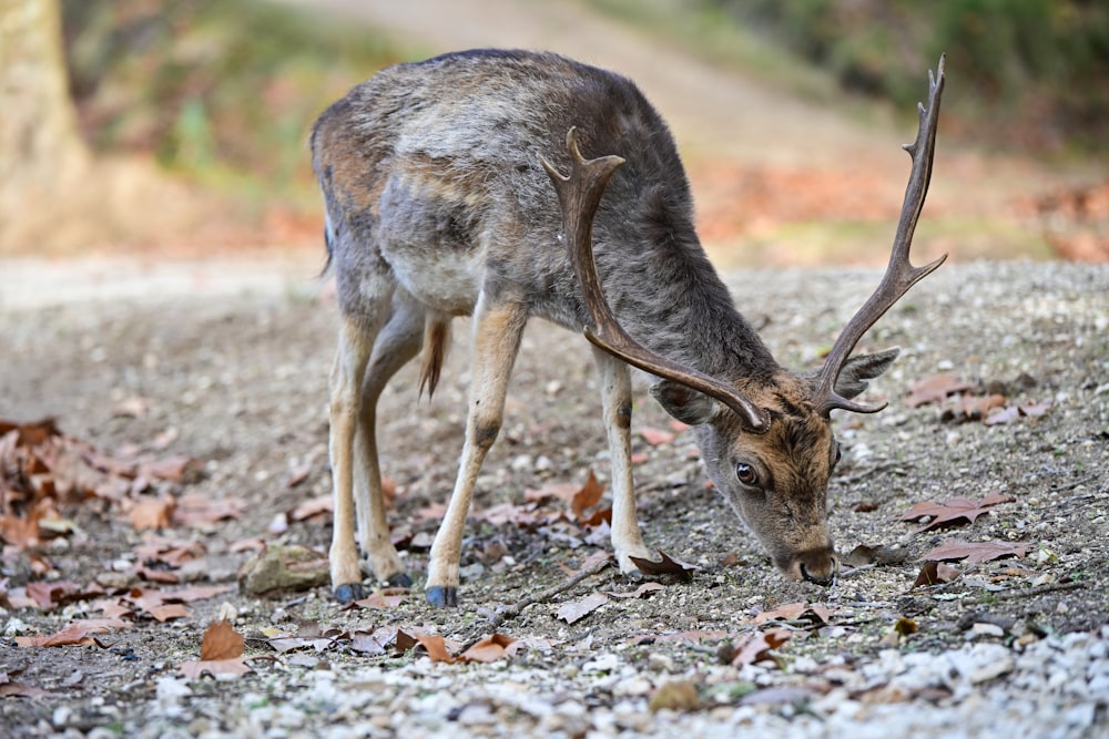 a deer with antlers grazing on leaves on the ground