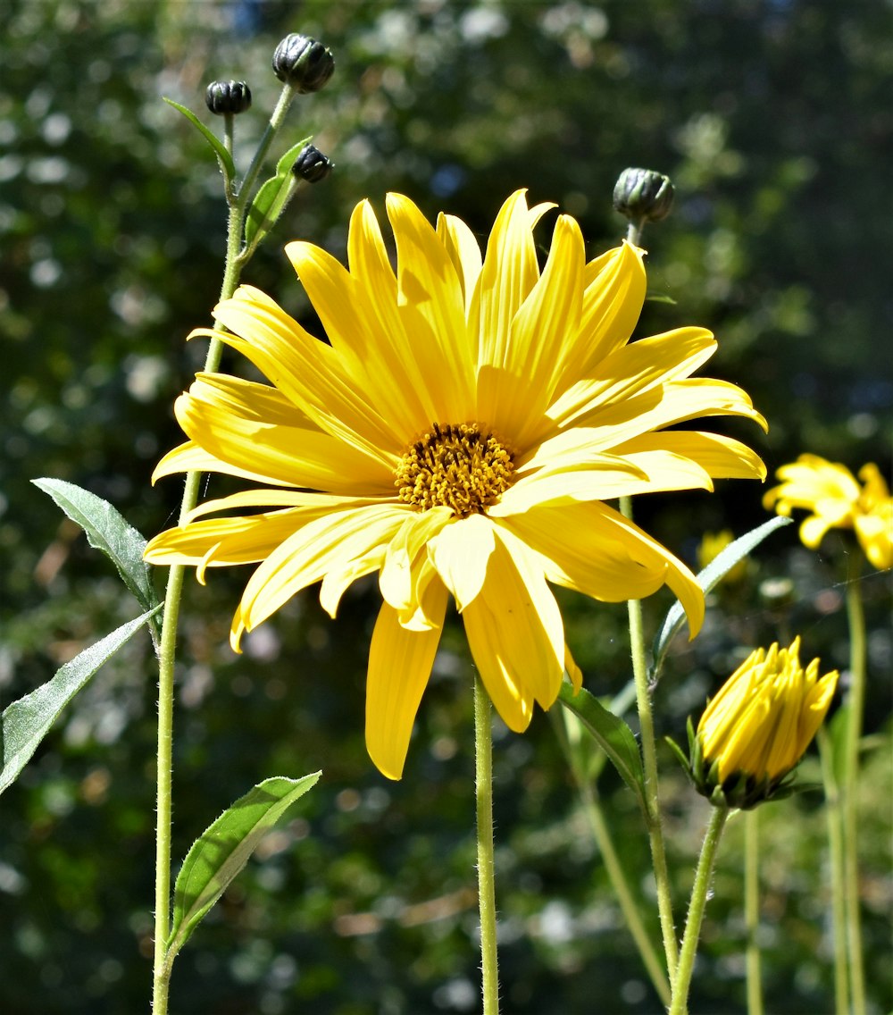 a close up of a yellow flower with trees in the background