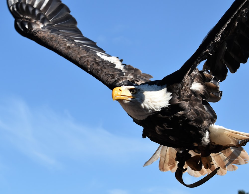 a bald eagle flying through a blue sky