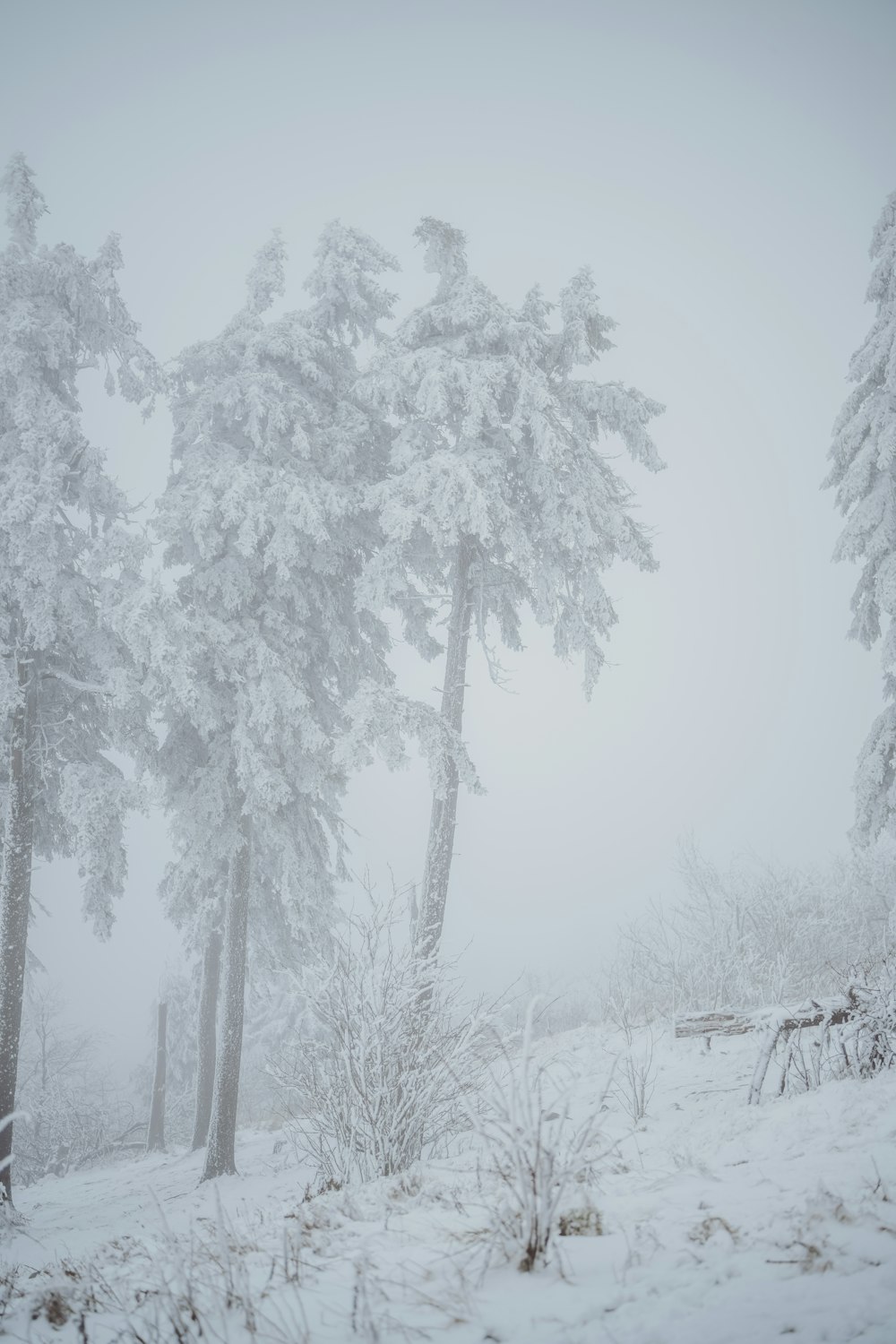 ein schneebedeckter Wald mit Bäumen im Vordergrund