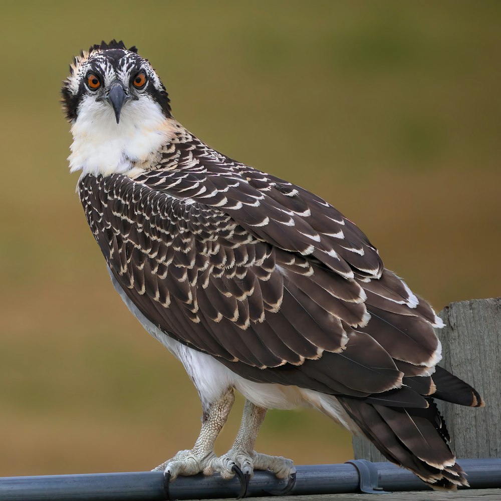 a brown and white bird sitting on top of a fence