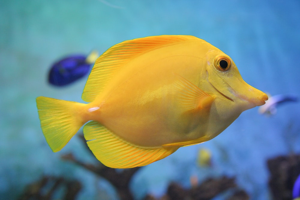 a yellow fish is swimming in an aquarium