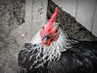 A black and white chicken with a bright red comb is resting against a wooden structure, surrounded by a dirt and grass environment. The feathers have a mix of black and white patterns.