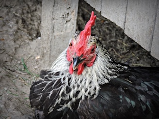 A black and white chicken with a bright red comb is resting against a wooden structure, surrounded by a dirt and grass environment. The feathers have a mix of black and white patterns.