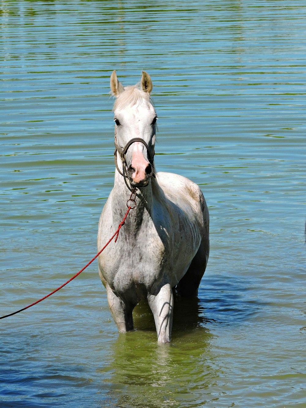a white horse standing in a body of water