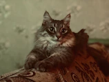 A playful cat dressed in a vibrant lavender hoodie lounging on a cozy couch.