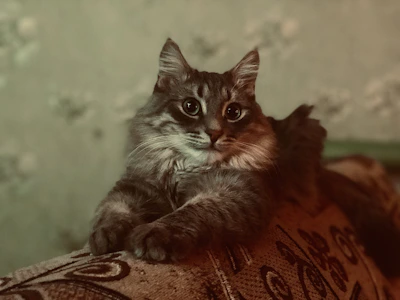 A playful cat dressed in a vibrant lavender hoodie lounging on a cozy couch.