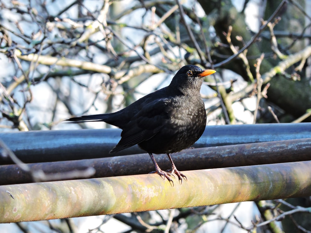Un uccello nero seduto sulla cima di un tubo di metallo