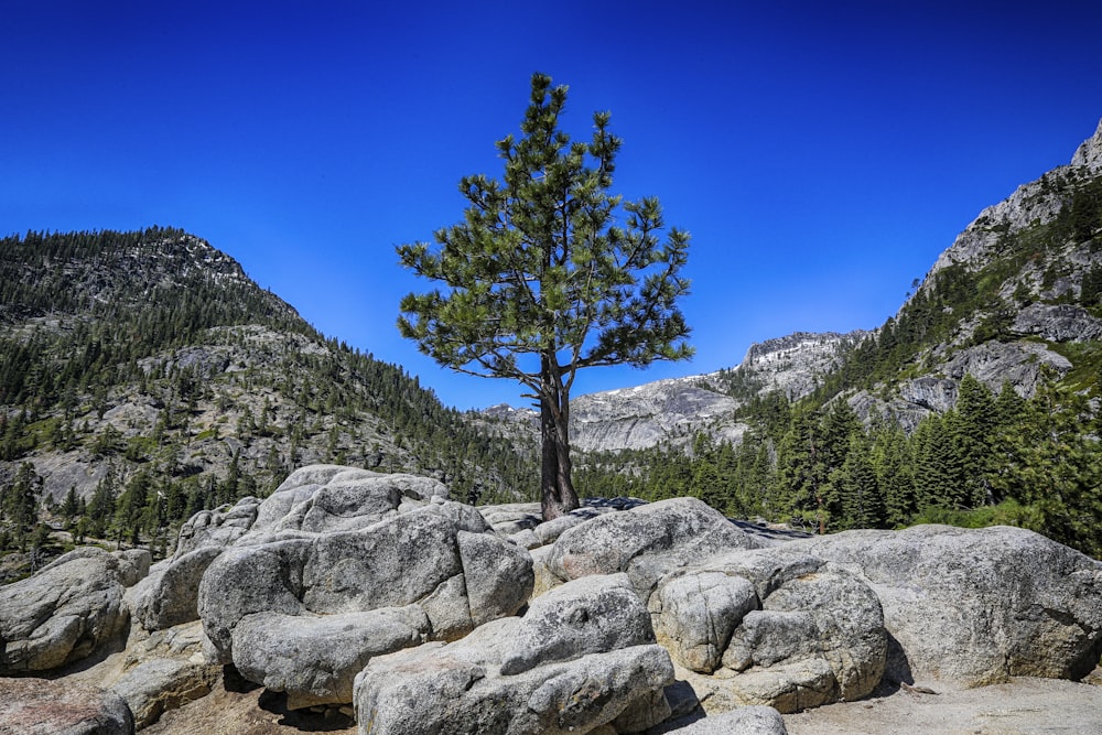 a lone pine tree in the middle of a rocky area