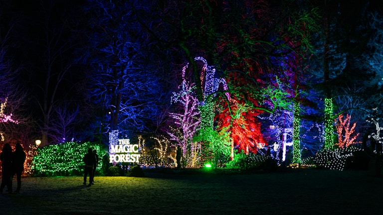 A vibrant display of colorful lights illuminates a forest setting at night. Neon hues of green, blue, red, and purple wrap around trees and foliage, creating a magical atmosphere. A sign reading 'The Magic Forest' is prominently featured, surrounded by glowing lights. Silhouetted figures are visible, walking through the scene.