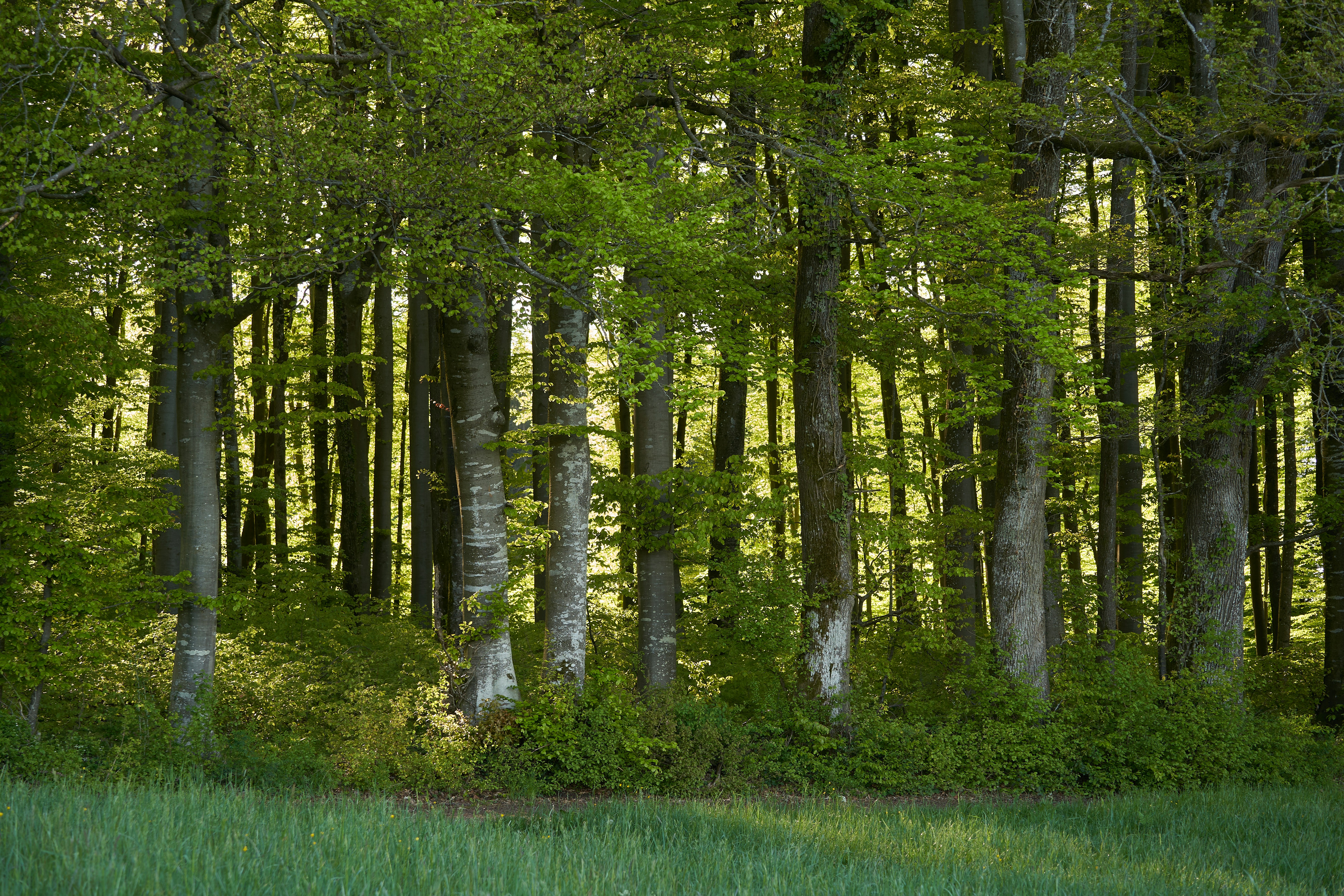 Photo by wolfgang_hasselmann