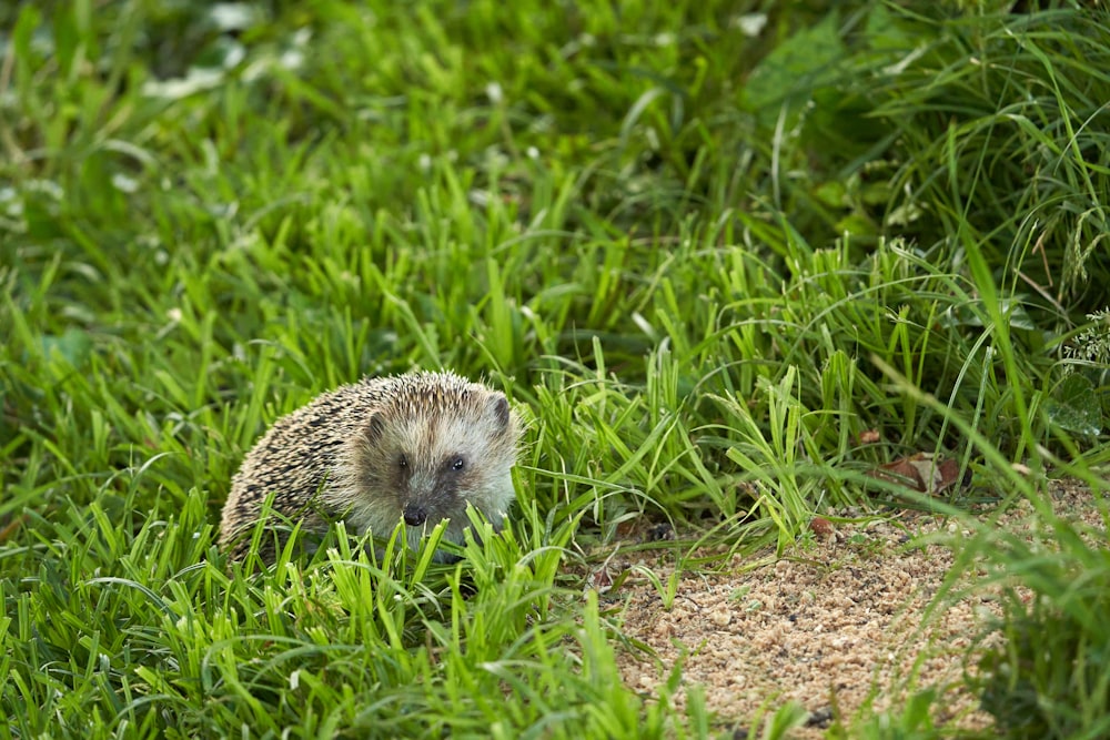 a hedge sitting in the middle of a lush green field