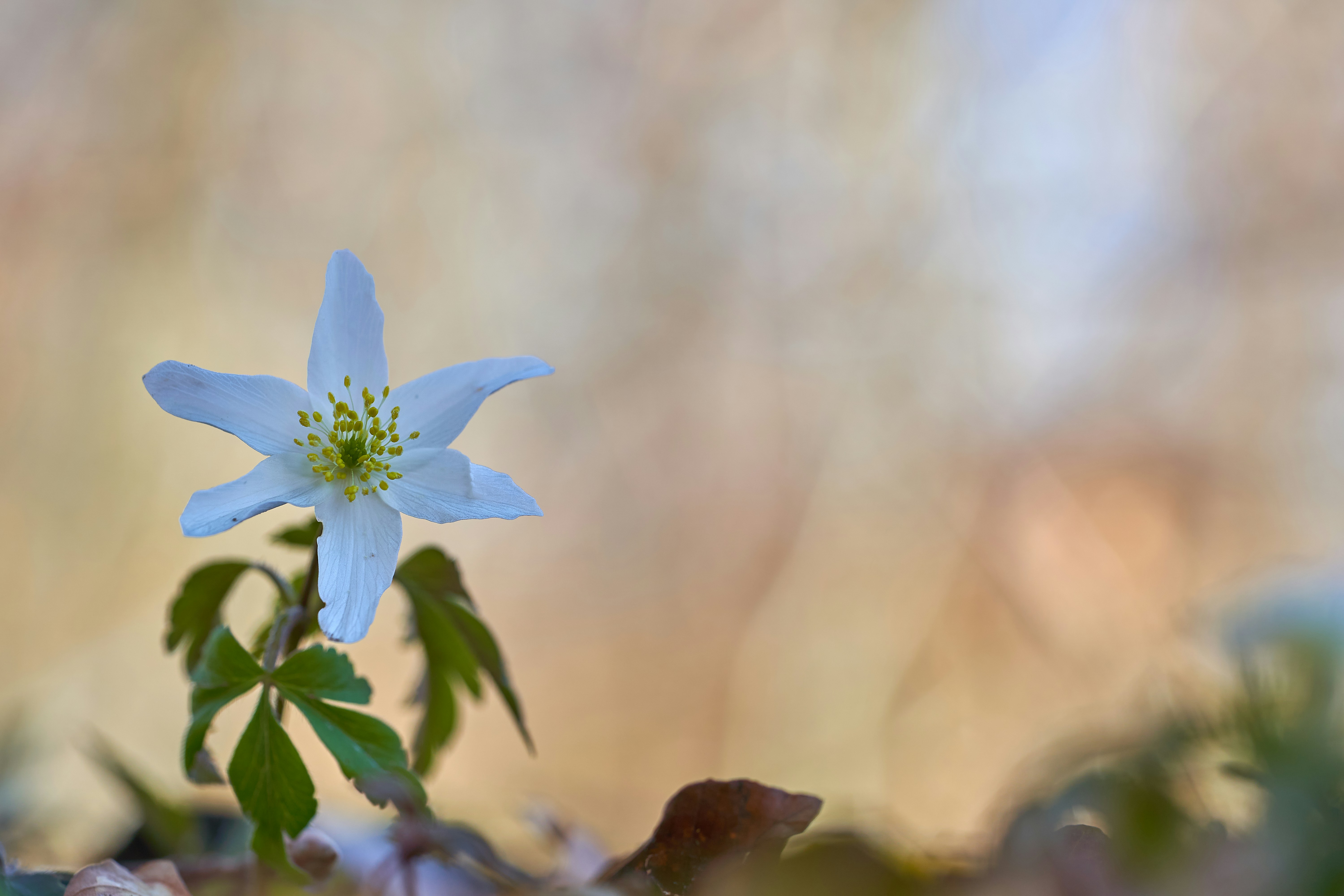 Photo by wolfgang_hasselmann