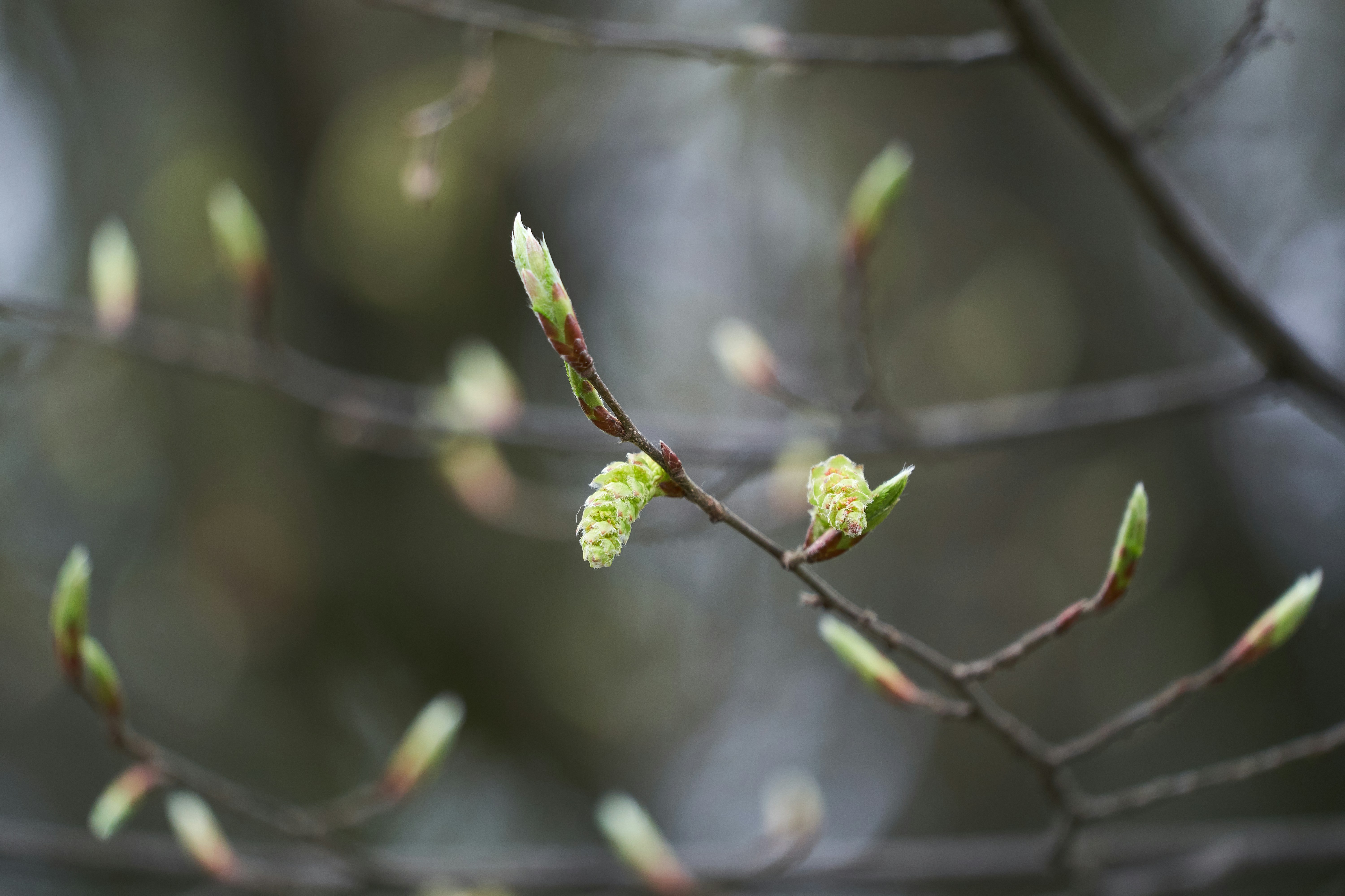 Photo by wolfgang_hasselmann