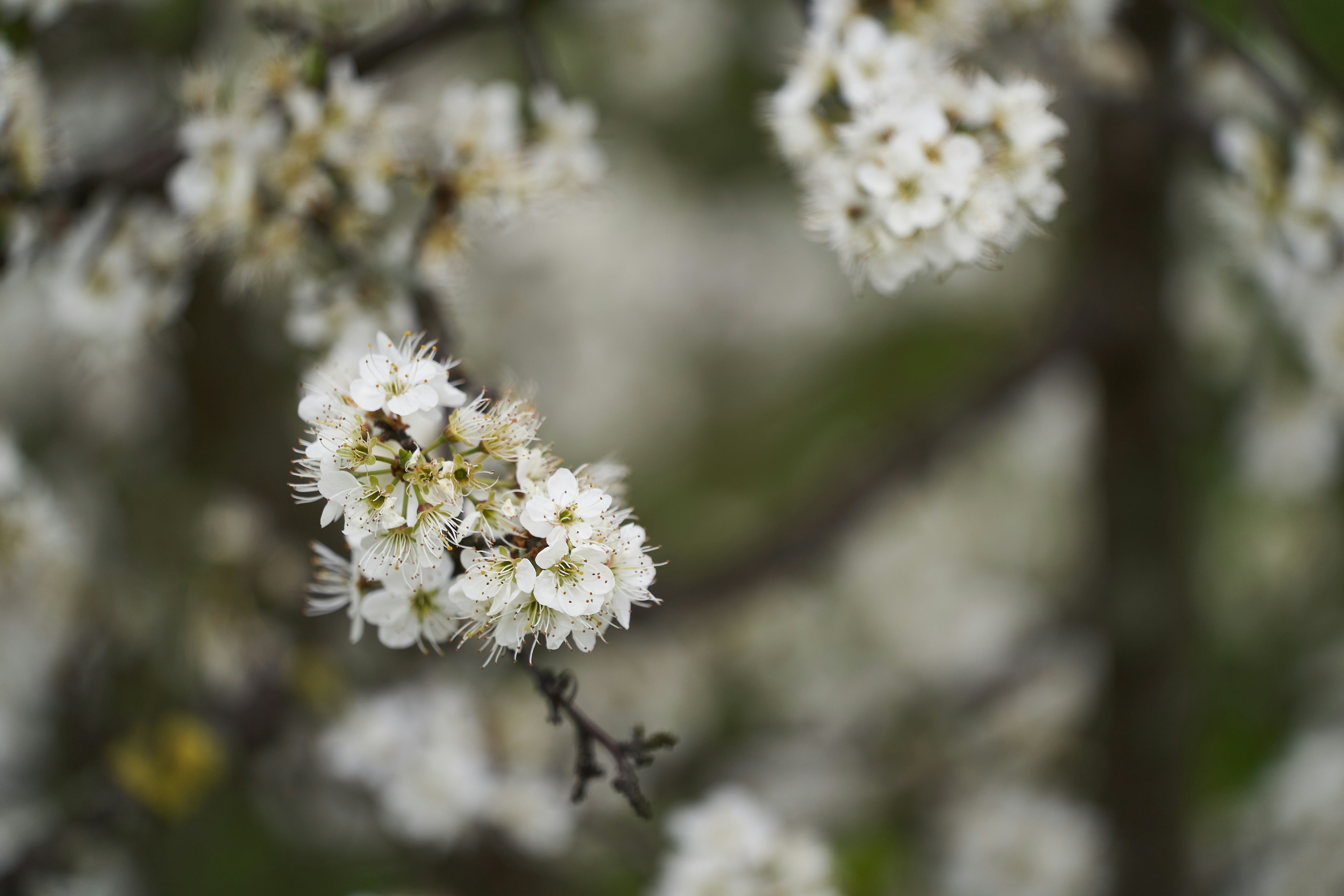 Photo by wolfgang_hasselmann