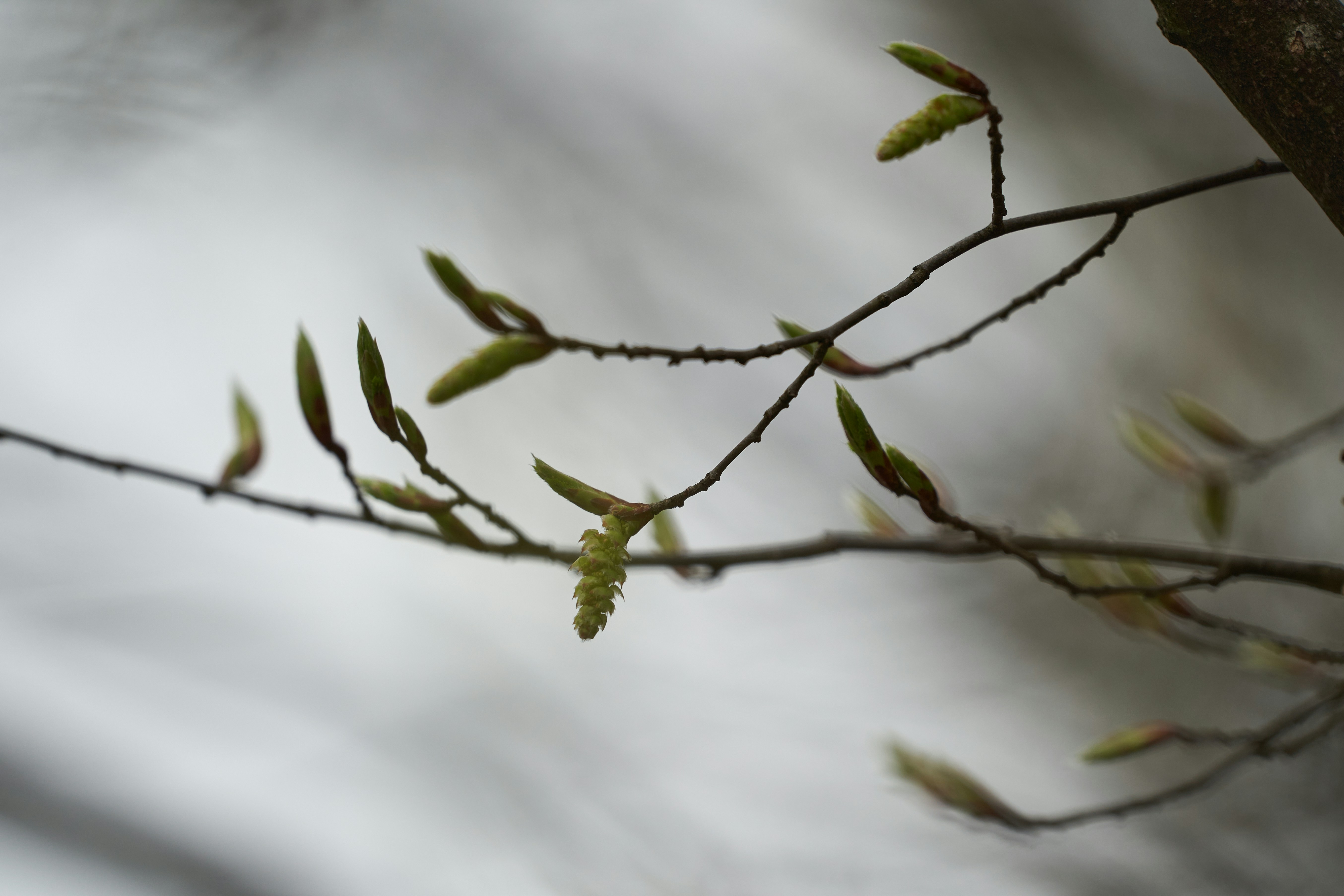 Photo by wolfgang_hasselmann