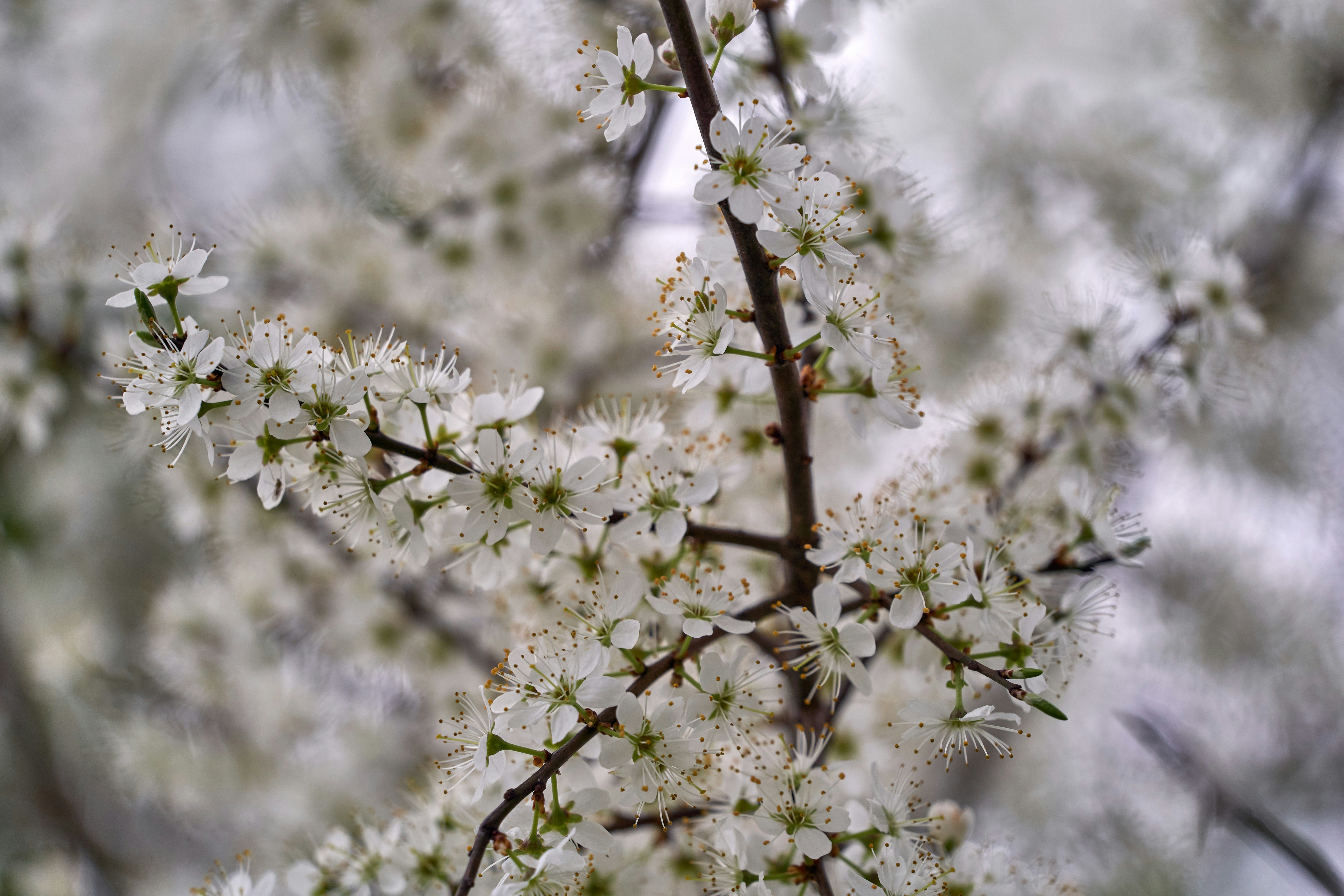 Photo by wolfgang_hasselmann