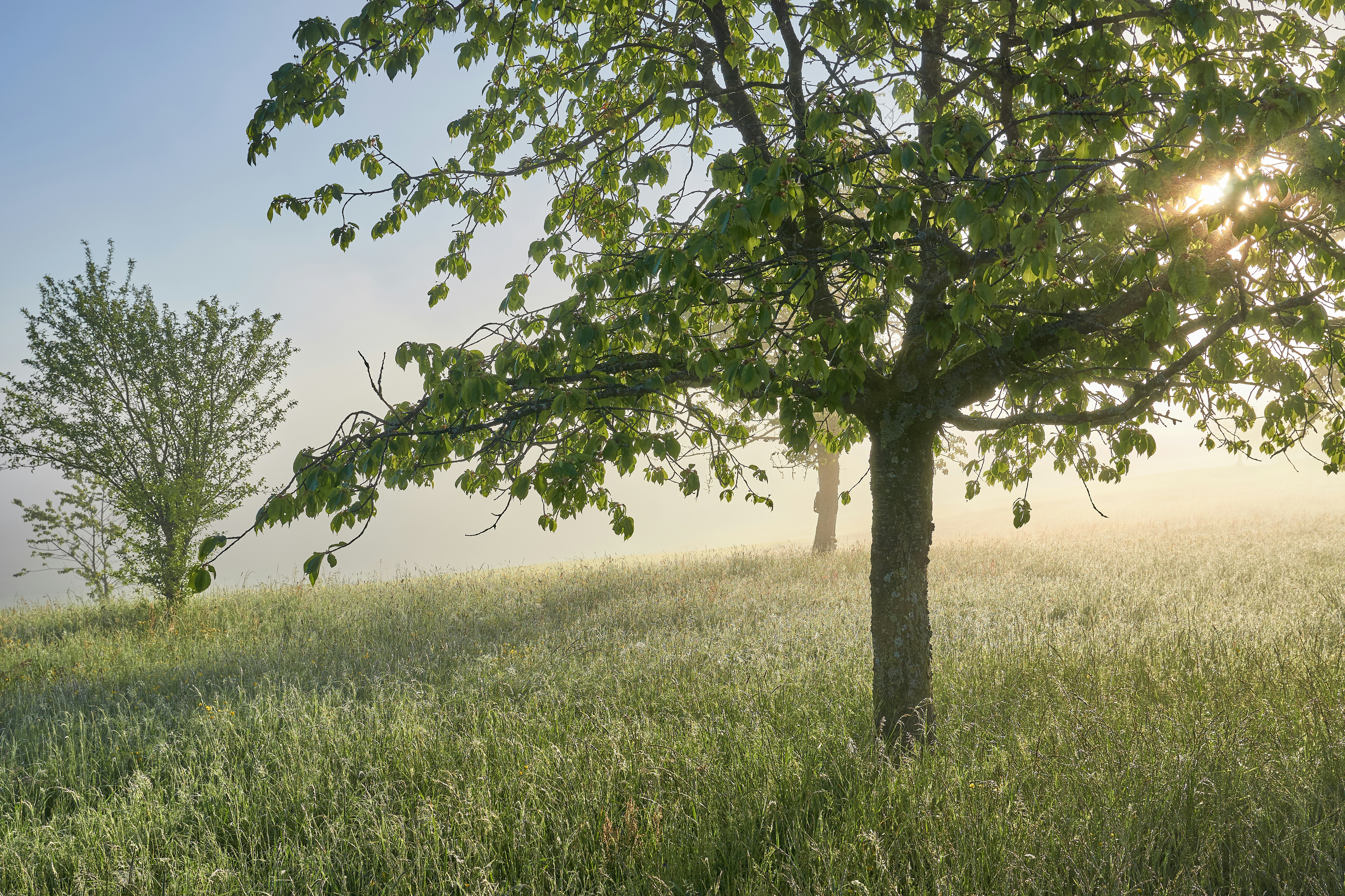 Photo by wolfgang_hasselmann