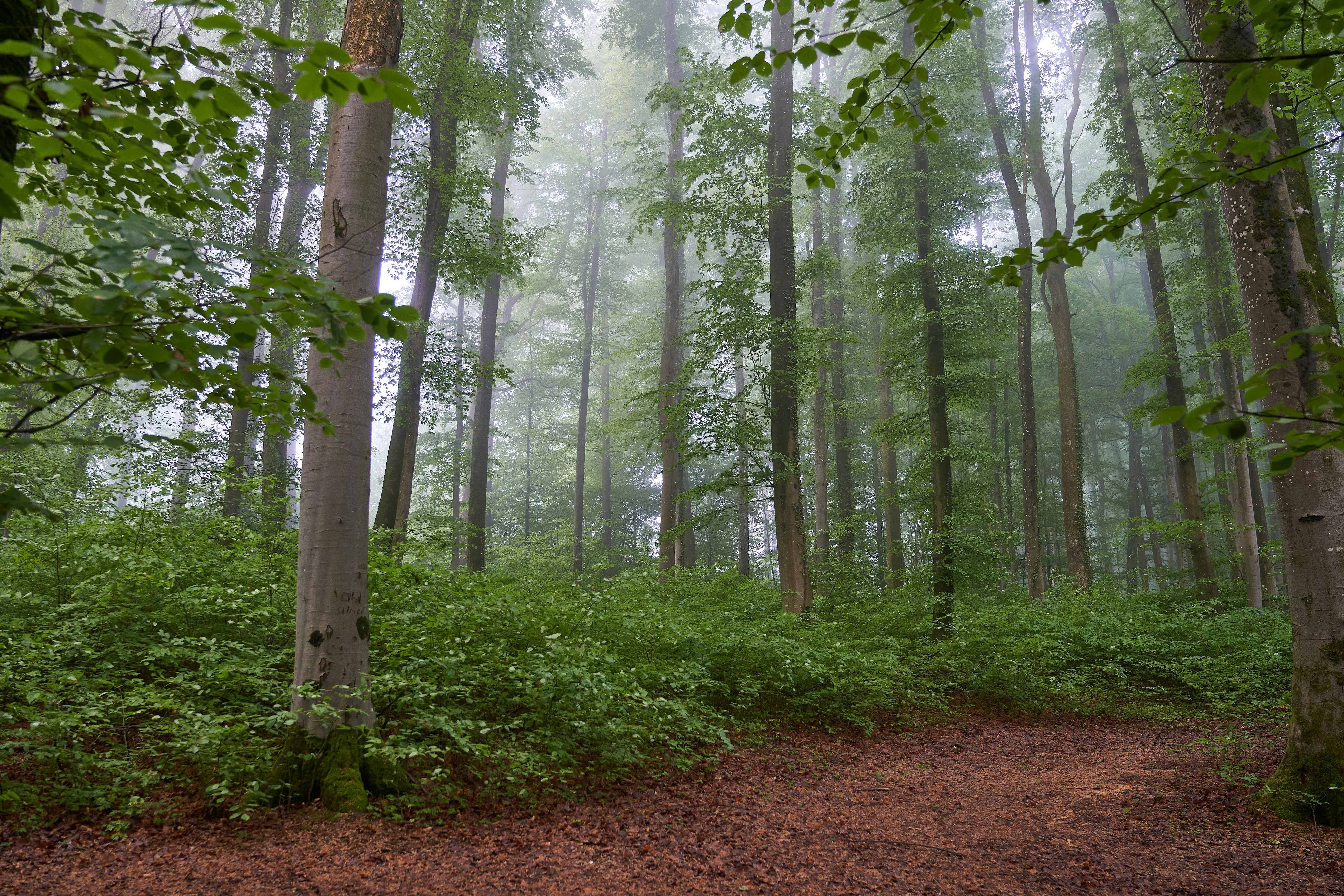 Photo by wolfgang_hasselmann