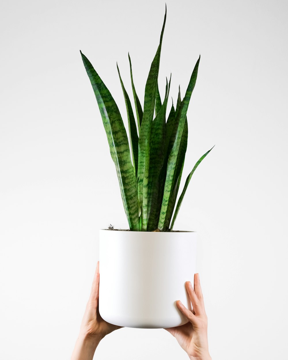 une personne tenant une plante dans un pot blanc