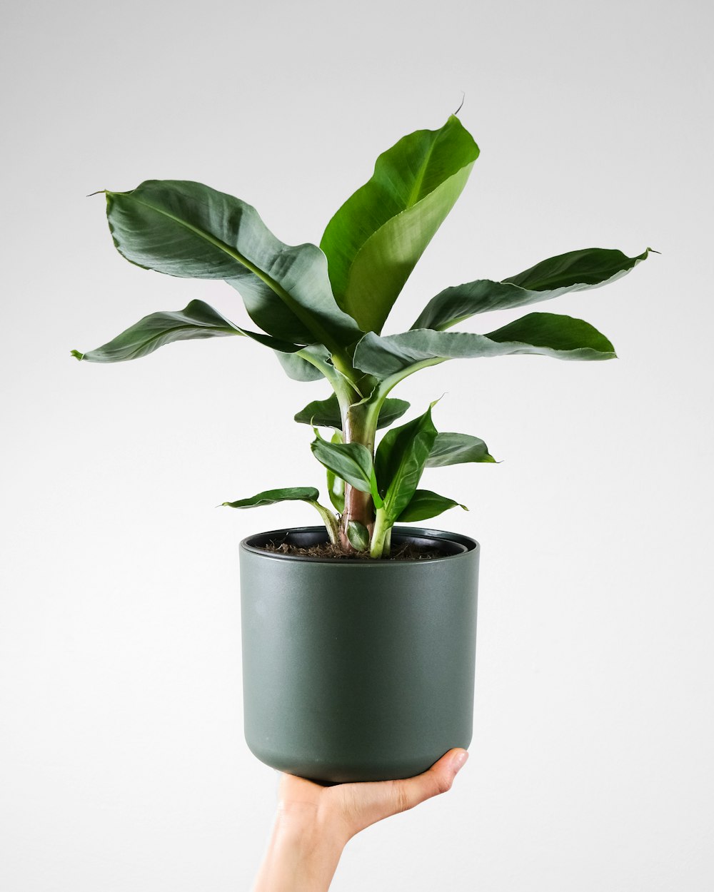 uma mão segurando uma planta em vaso com folhas verdes