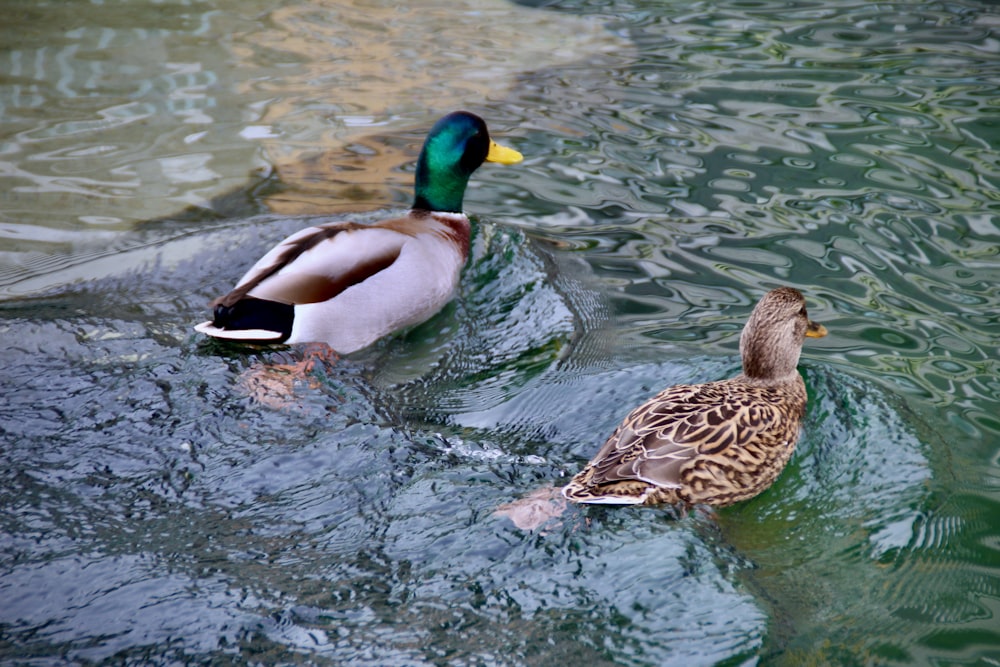um par de patos flutuando em cima de um corpo de água