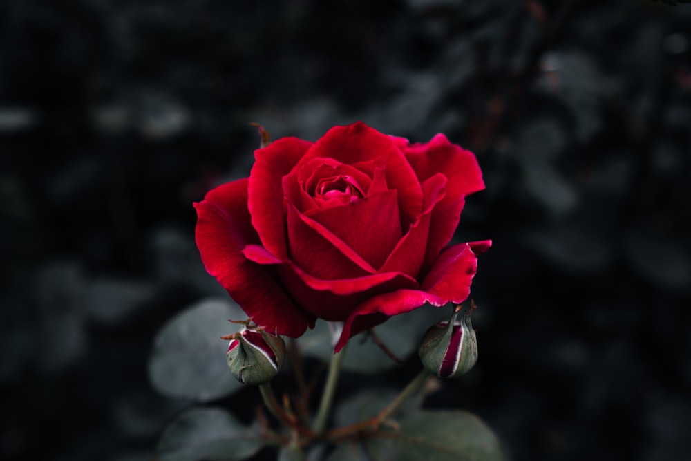 a single red rose with a dark background