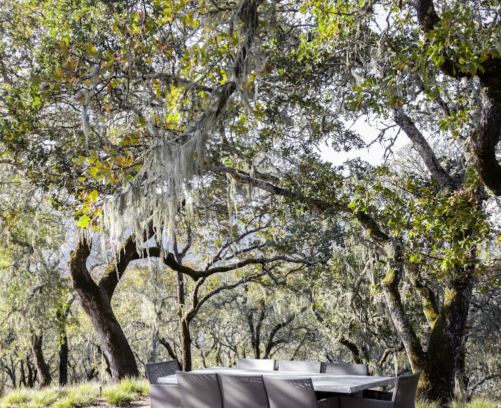 uma mesa e cadeiras no meio de uma floresta