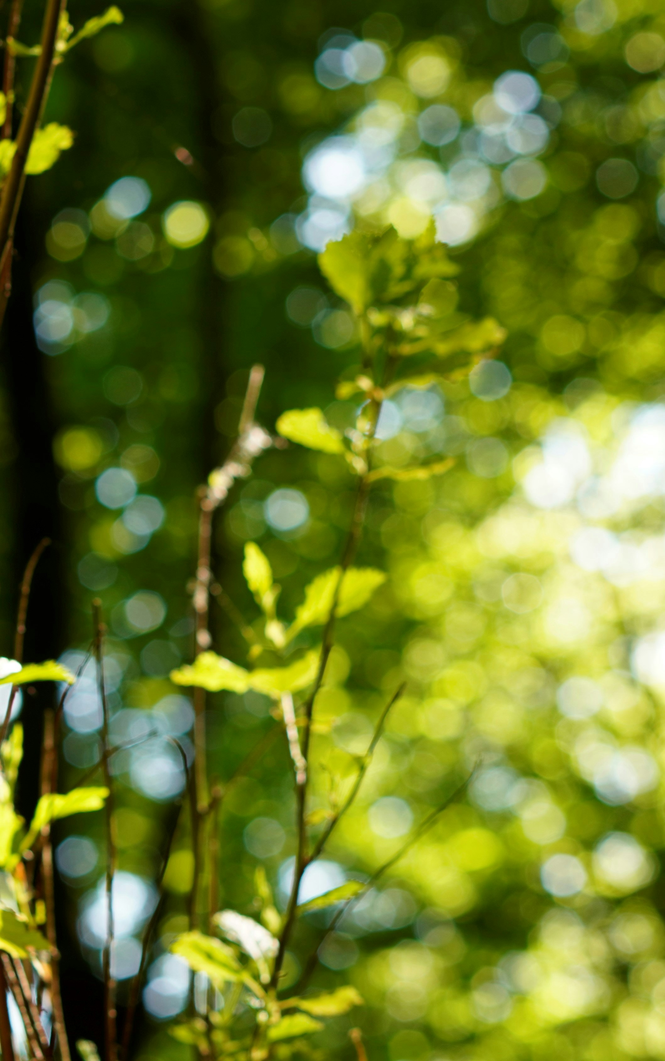 Photo by whatsheseeks