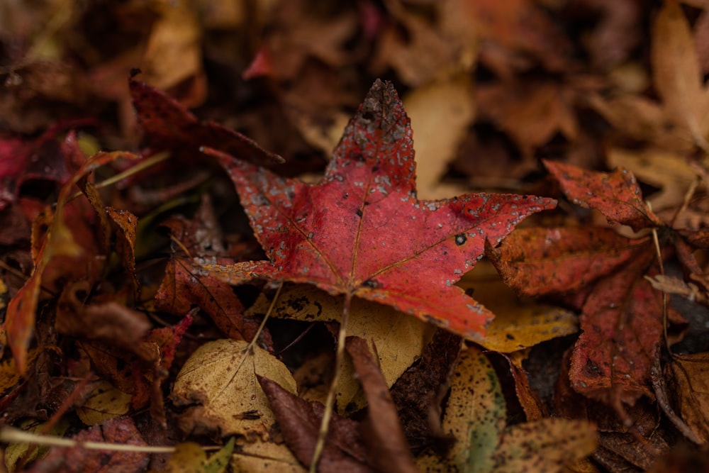 a red leaf laying on top of a pile of leaves