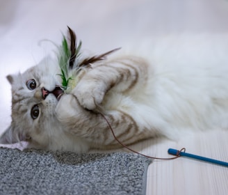 a cat playing with a toy on the floor- play therapy