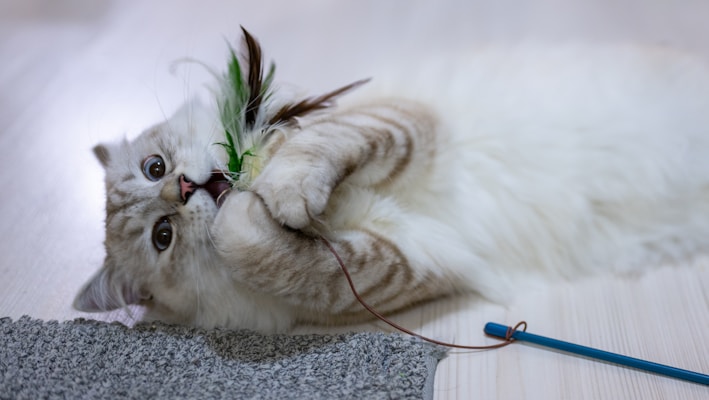 a cat playing with a toy on the floor- play therapy