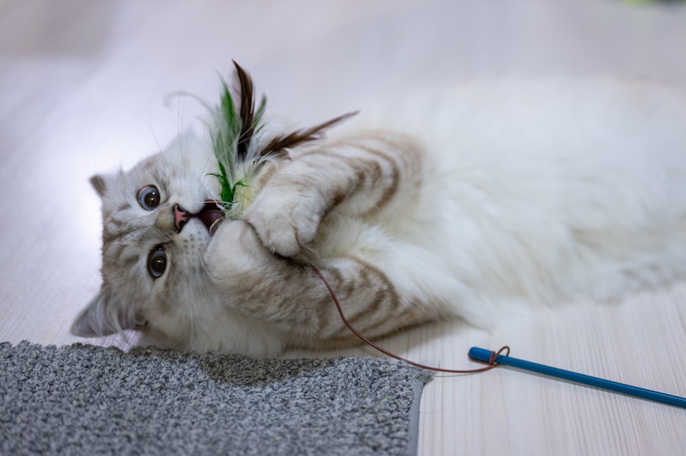 Eine Katze spielt mit einem Spielzeug auf dem Boden