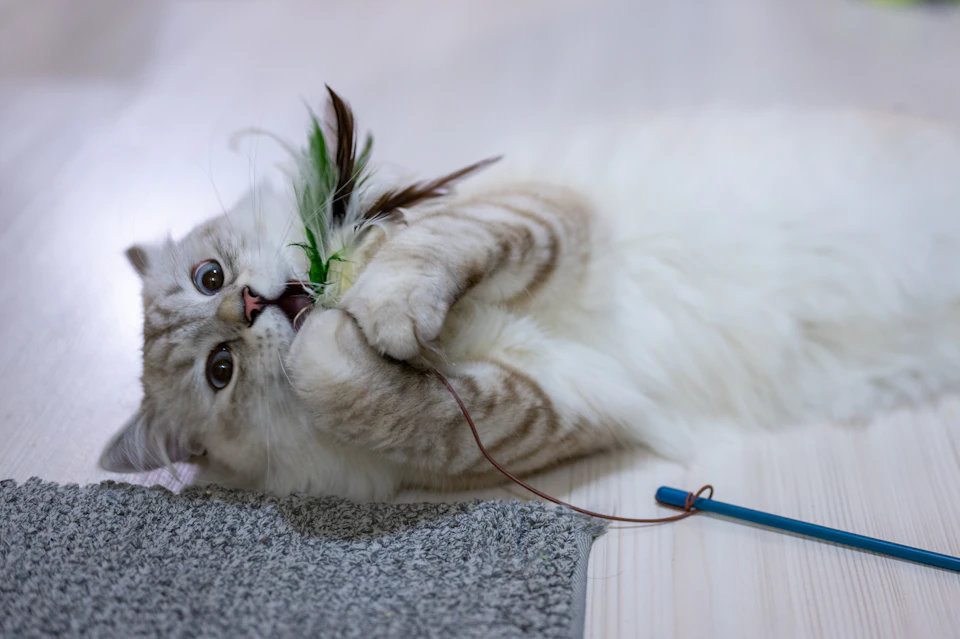 A white cat is lying on its side, holding a green feather toy with both paws and looking up at the camera with an expression of curiosity or amusement. The cat's fur is white, contrasting with the gray carpeted floor beneath it. A blue toy mouse lies next to the cat, adding to the playful atmosphere in the room.