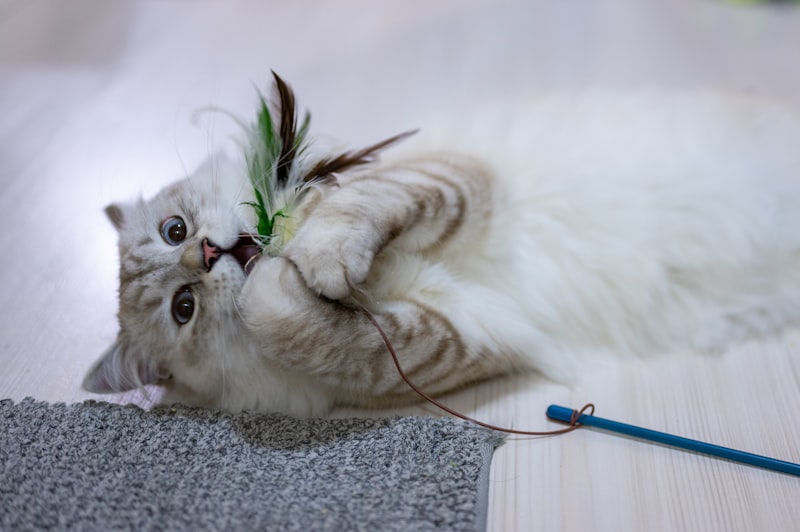 Cat actively playing with a toy on the floor — demonstrating the natural stalk and pounce hunting sequence