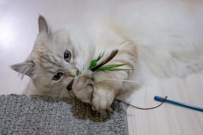 A playful cat with a feathered toy in a bright living room.
