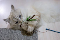 A playful British Shorthair kitten chasing a feather toy on a wooden floor.