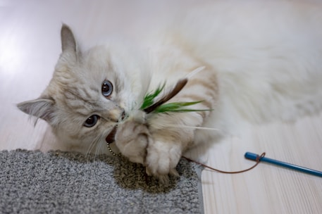 A curious cat playing with a feather toy near a stylish pet bed