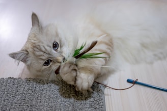 A fluffy light-colored cat plays with a toy that has feathers and a stick. The cat is lying on a wooden floor, partially on a grey carpet, with its paws holding onto the toy.