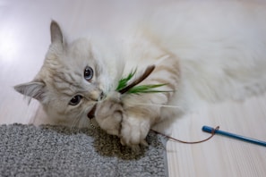 A happy cat playing with a feather toy in a bright room.
