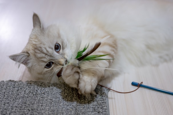 A fluffy light-colored cat plays with a toy that has feathers and a stick. The cat is lying on a wooden floor, partially on a grey carpet, with its paws holding onto the toy.
