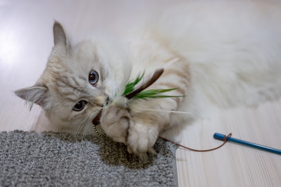 A fluffy light-colored cat plays with a toy that has feathers and a stick. The cat is lying on a wooden floor, partially on a grey carpet, with its paws holding onto the toy.