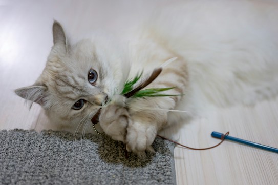 A fluffy light-colored cat plays with a toy that has feathers and a stick. The cat is lying on a wooden floor, partially on a grey carpet, with its paws holding onto the toy.