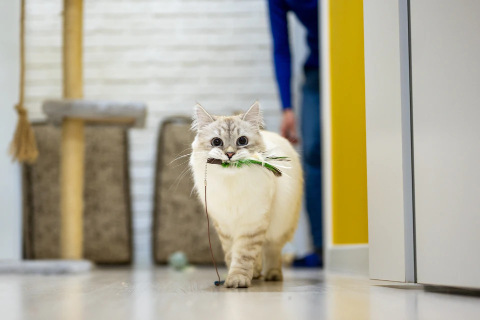 A white cat with gray stripes is walking on a wooden floor, carrying a green toy in its mouth and moving towards the right side of the frame. In the background, there are two brown chairs positioned against a yellow wall, suggesting an indoor setting such as a living room or office space.