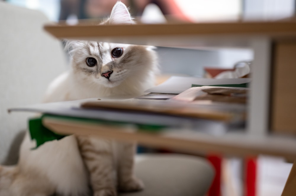 a white cat sitting on top of a white chair