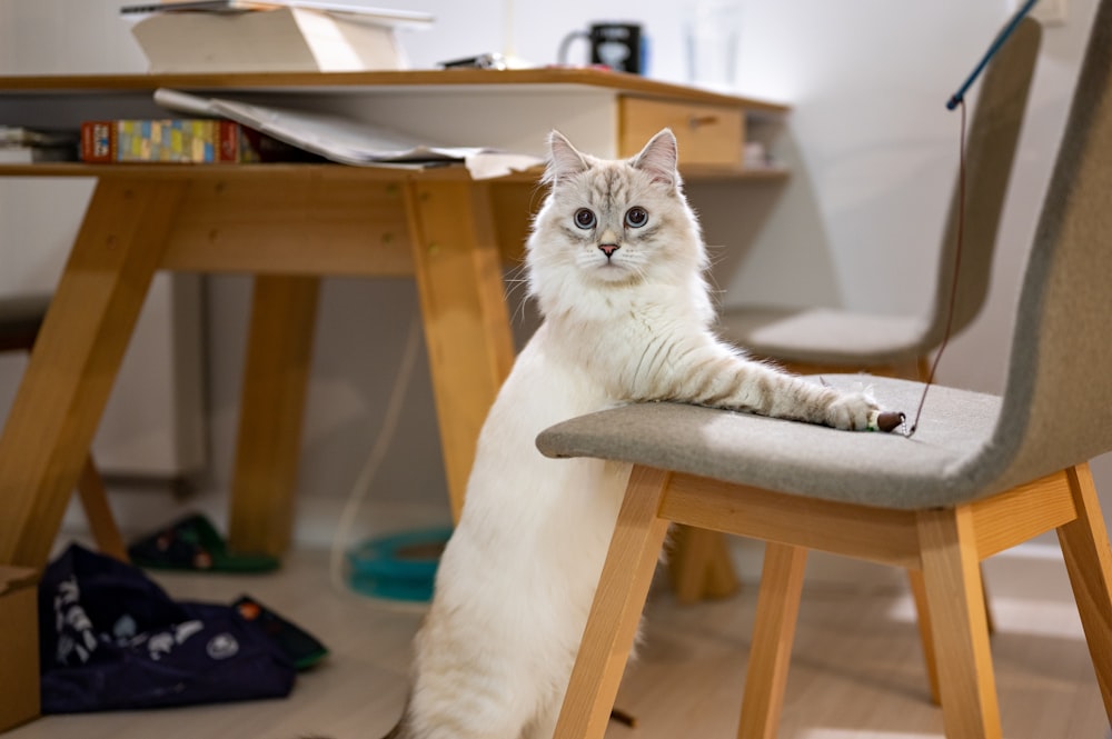 a white cat sitting on a wooden chair
