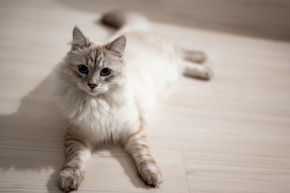 Fluffy white cat lies on side, facing camera with curious expression, surrounded by wood floor